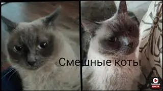 СМЕШНЫЕ КОТЫ