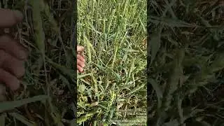Еланчик, частичная гибель от морозов