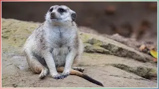 Let's Go to the Zoo! | Planet Zoo Inspiration | San Diego Zoo Tour