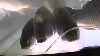 Еда. Балтийская килька