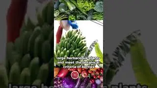 Bananarama: Exploring the Fascinating World of Bananas