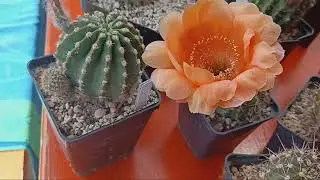 Эхинопсисы самые красивые ..Новые эпифиллумы цветут.