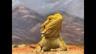 Adventures of SHIVA the Bearded Dragon