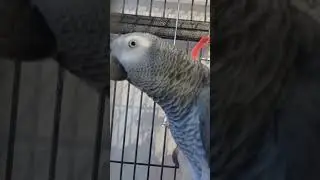 Попугай Гоша#Хорошка. Разговорчик утром) Доброе слово и попугаю приятно ))