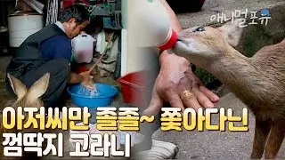 죽을뻔한 고라니를 살려줬더니... 아저씨가 엄마인줄 안다?! I KBS 주주클럽 070812 방송