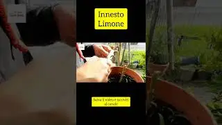 Come innestare il limone