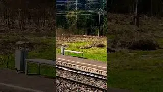 Белка 🐿 встречает электрички?