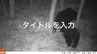 アライグマの罠を仕掛けておいたら…二日続けて恐ろしい奴が…w