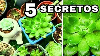 ❤️¡DESCUBRE! Como CUIDAR SUCULENTAS en CASA | 😲5 SECRETOS que nadie te ha contado!!!