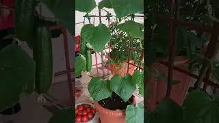 Завязи огурчиков не растут--- что нужно сделать.Огурец Кон-Амор. 