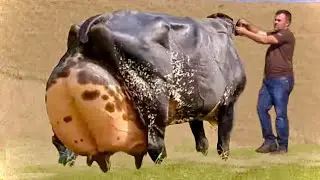 Top 3 highest milking cows | dual purpose breed | gir cow | kankarej | brahman | cow video | milking