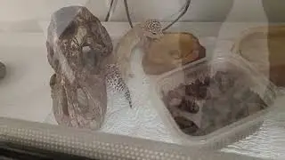 Breakfast of Kitty