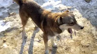 Собака смеётся