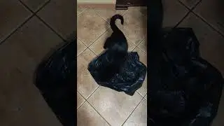 Пакетные котики #жизнькота #cat #funny #kitten #приколыскотами