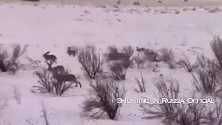Огромная стая зайцев на охоте жесть