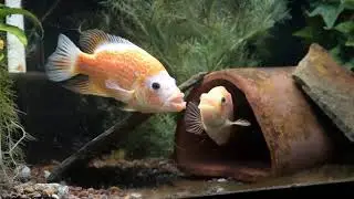Parachromis dovii 