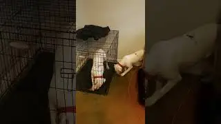 When you gotta separate your dogs to give them treats.....