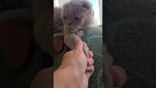 любимая плюшка