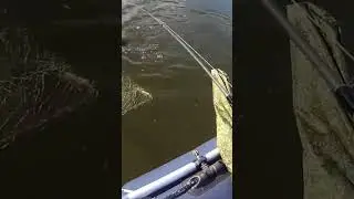 Вот она! Щука на крючке!)