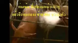 VT Swine mange 22APR2017