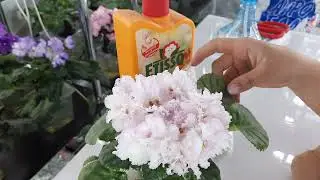 Удобрение для фиалок. Как не перекормить любимую фиалку.