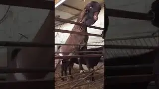 Qué Animal es Este 😨