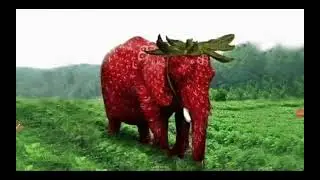 stramnerry elephant