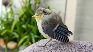 Juvenile Blue Tit Visit (Pimpelmees jong komt op visite)