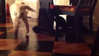 Kitty braves excited golden retriever puppy