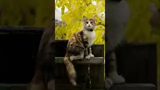 amazing cute cat short video | cute cat meowing 