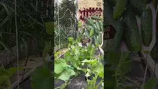Как формировать огурцы в открытом грунте 