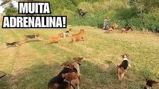 CAÇADA BRUTA – DOIS JAVALI NO CHÃO E PURA ADRENALINA!