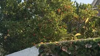 Необычные ягоды!