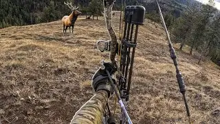 Охота с лука на Марала (Elk)