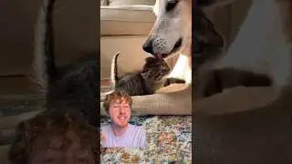 This Dog Has Raised Over 150 Kittens