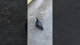 лютый голубь