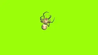 Faint spider green screen 360 degree angel।cartoon green screen। spider green screen। gs। 2023