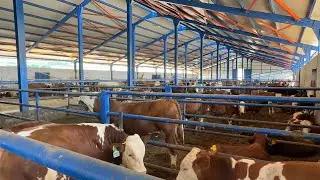 ANGUS CATTLE HEADED TO BURSA