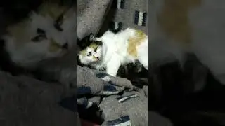 🐱 Il mio gatto è mamma!!!!!🐈🐈🐈//My cat had a few babies!!!! 😍😍😍