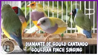 GOULDIAN FINCH SINGING 🦜