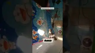 kitten funny, kucing lucu #anabul #cat