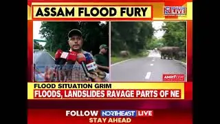 Watch: Herd of elephants swim to higher ground, as flood waters inundate Kaziranga National Park