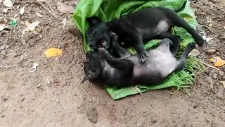 Puppies are almost a month old #dog #animals #cute #dogs #pets