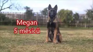 Malinois Megan - 5 months