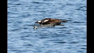 Osprey in Pensacola