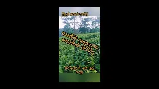 නිවසේදීම තේ දළු වලින් තේ කුඩු සාදමු