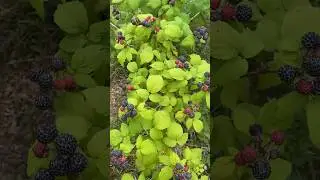 🌟Кумберленд в ЛПХ “ЭКОДОМ 60»