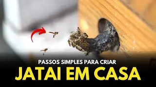 Como criar Abelha Jataí em Casa?