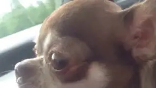 Chihuahua barking
