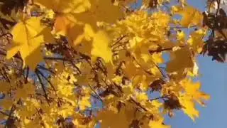 Летят года...